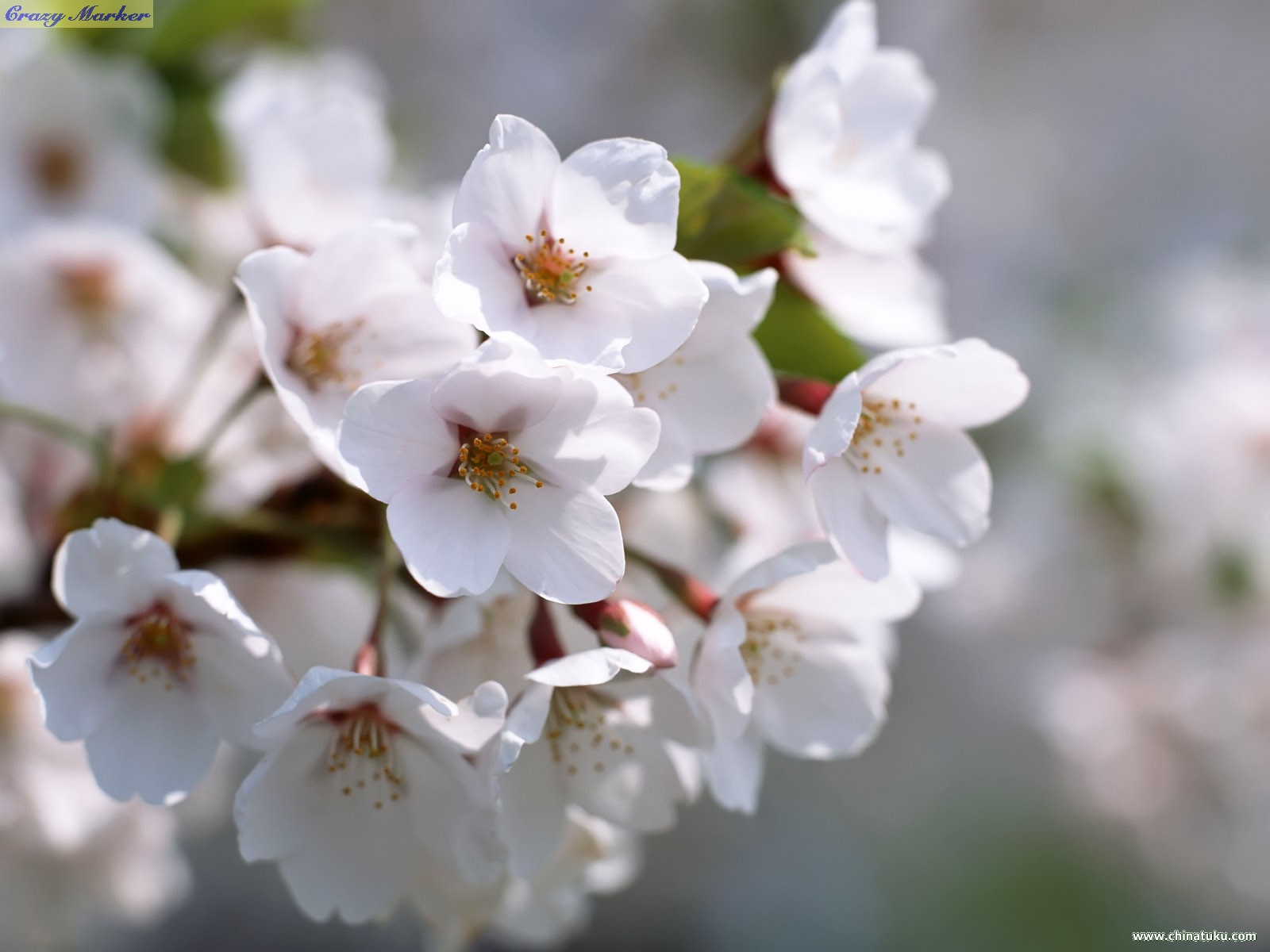 春天白色樱花高清图片下载-正版图片500310845-摄图网