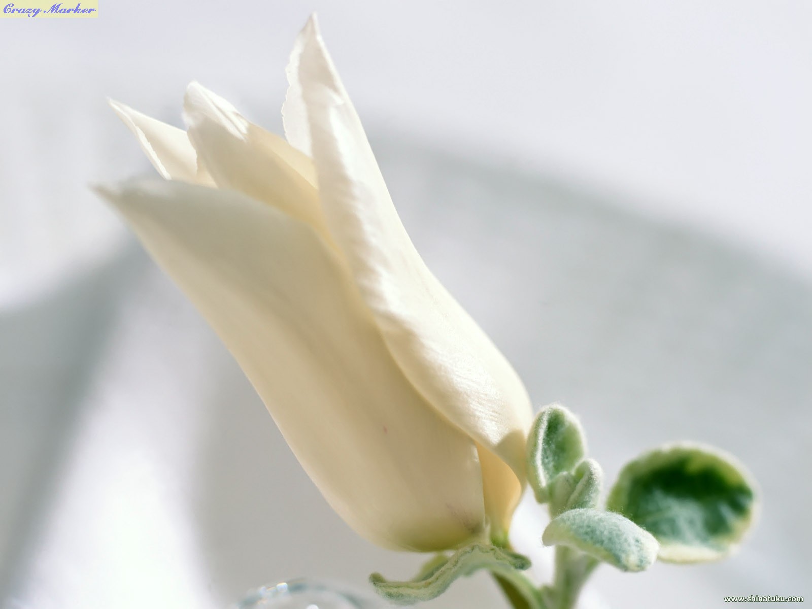 高清拍摄晨光中一朵白色的野花在绿叶的映衬下努力的绽放植物素材设计