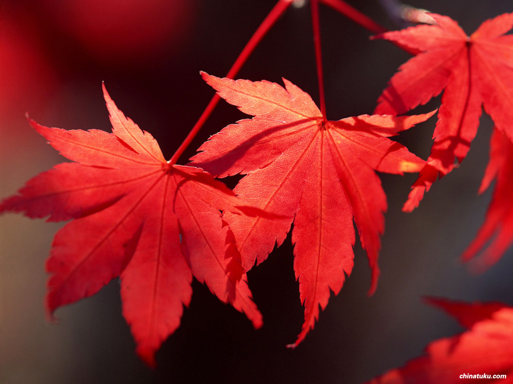 红叶枫冬色 库存照片. 图片 包括有 黄色, 红色, 季节, 结构树, 五颜六色, 槭树, 叶子, 日本 - 174197440
